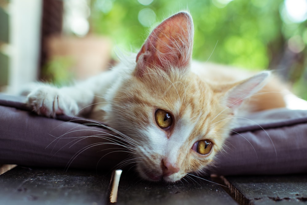 orange tabby cat lying on black leather chair