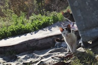A serene outdoor scene with cats basking in the sun.