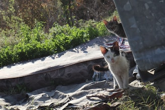 A serene outdoor scene with cats basking in the sun.