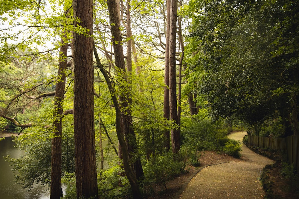 green trees on brown soil