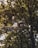 A drone with a sleek, metallic design flies amidst a natural setting. The rotors are visible, and the background features lush green trees and soft sunlight filtering through the leaves.