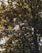 A drone with a sleek, metallic design flies amidst a natural setting. The rotors are visible, and the background features lush green trees and soft sunlight filtering through the leaves.