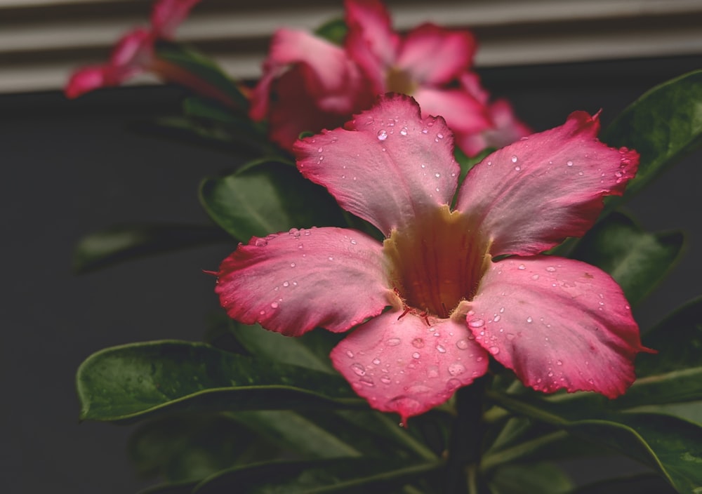 pink flower with green leaves