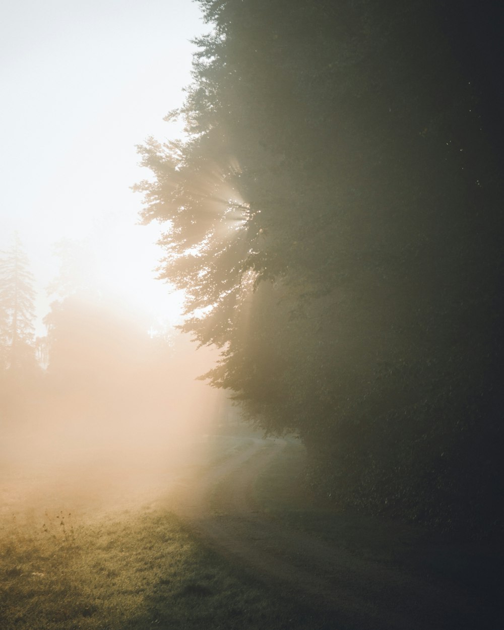 sun rays coming through trees