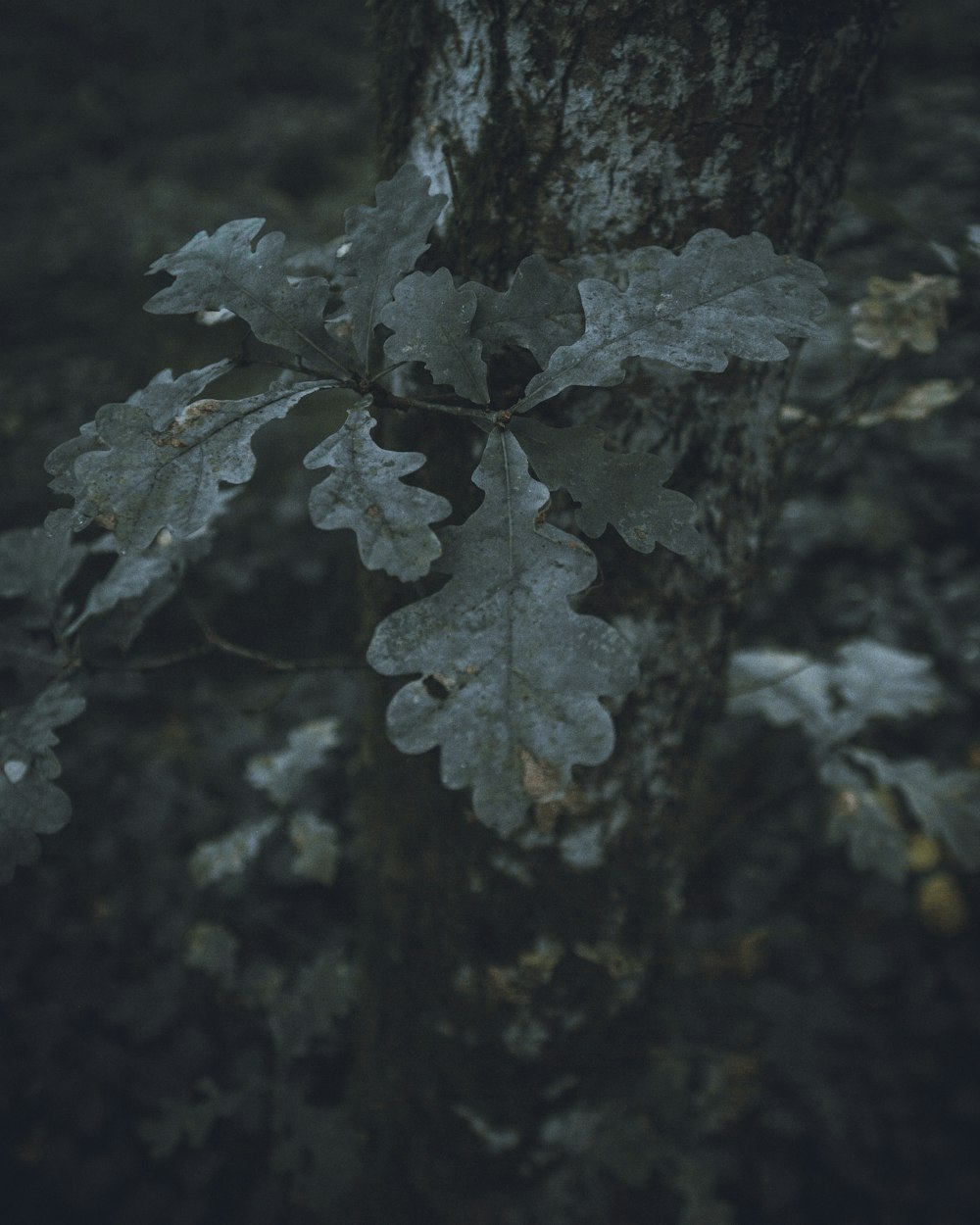 green leaf plant in close up photography