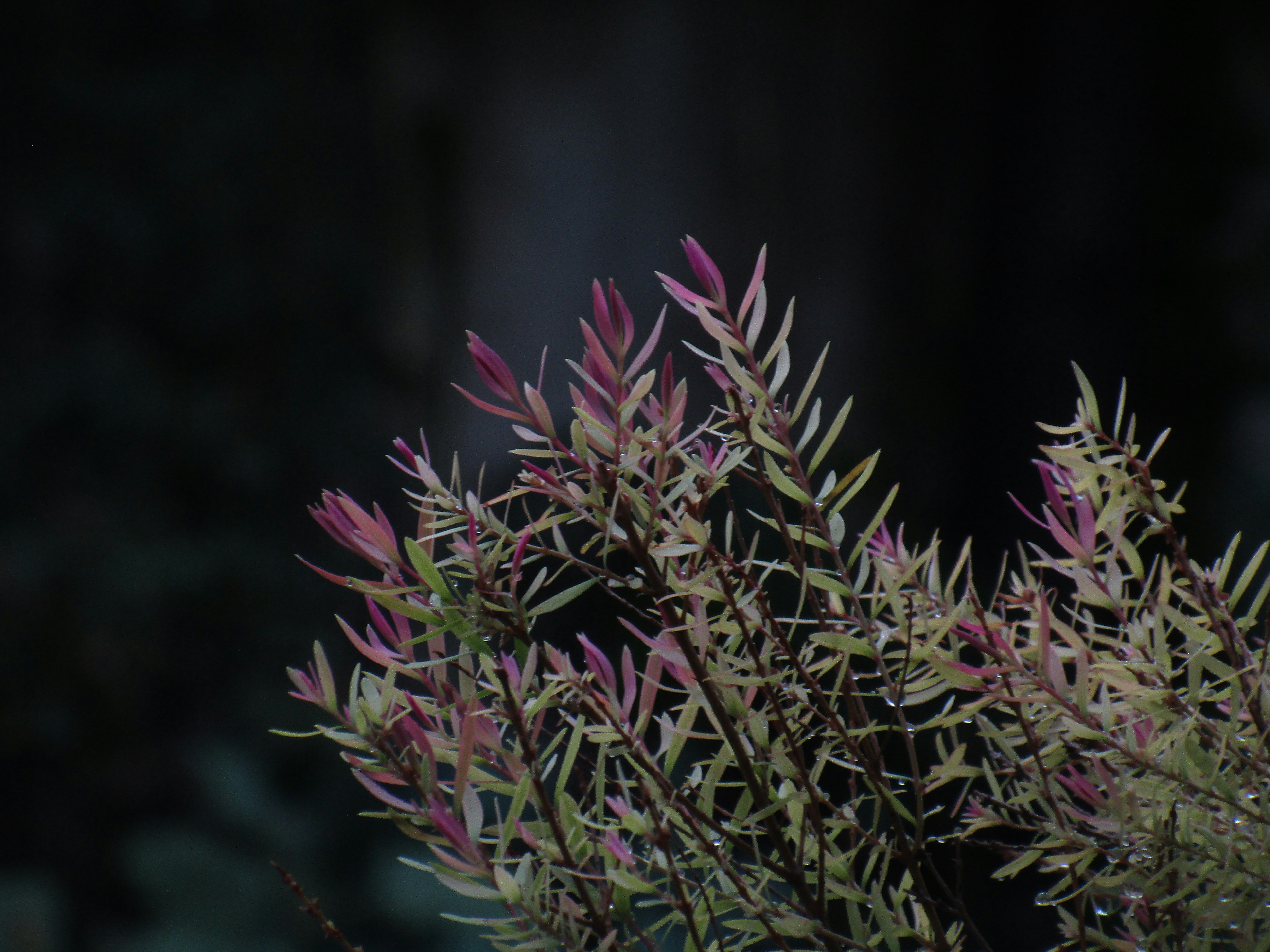 Photo by gagangulyani