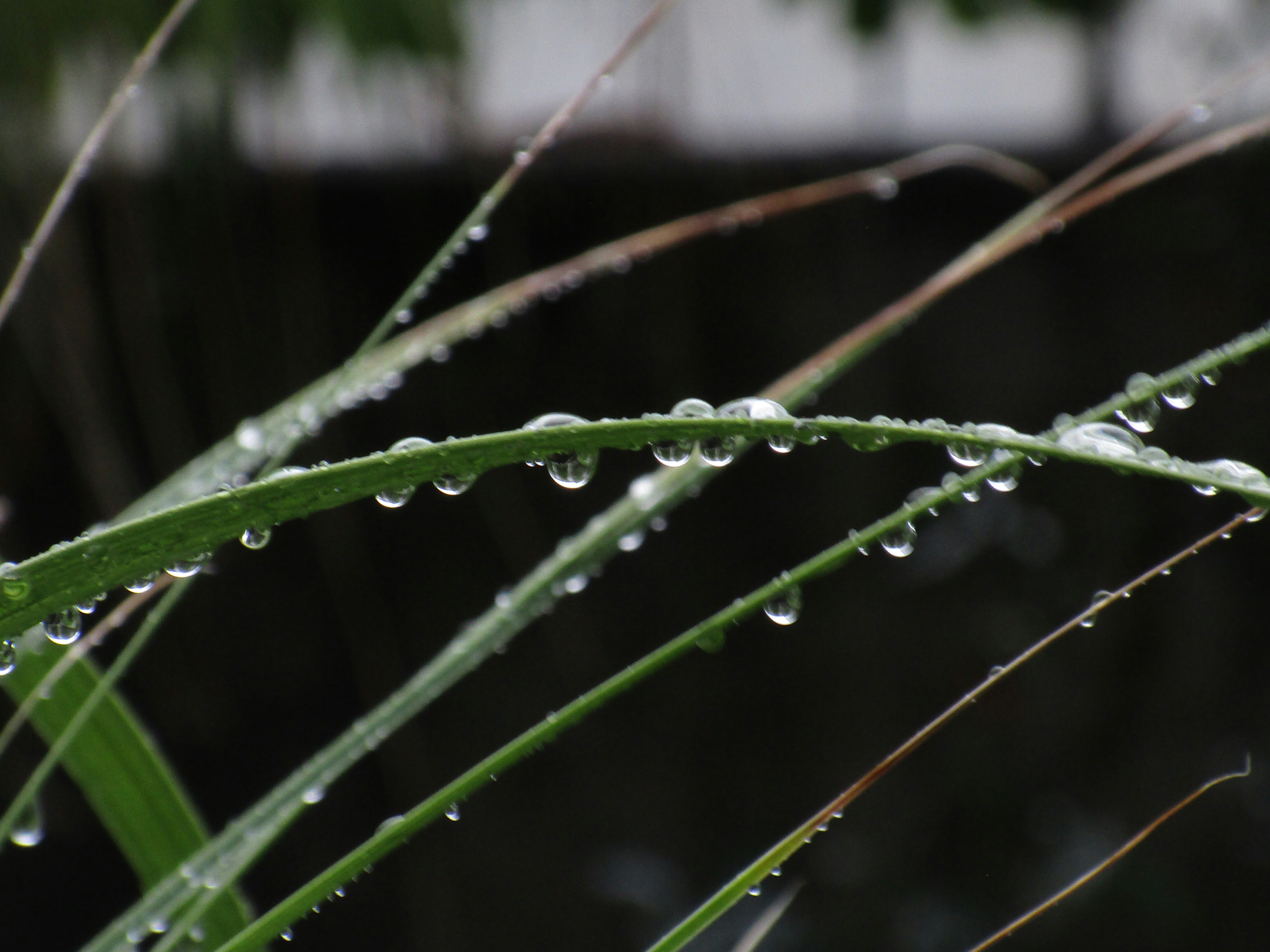 Photo by gagangulyani