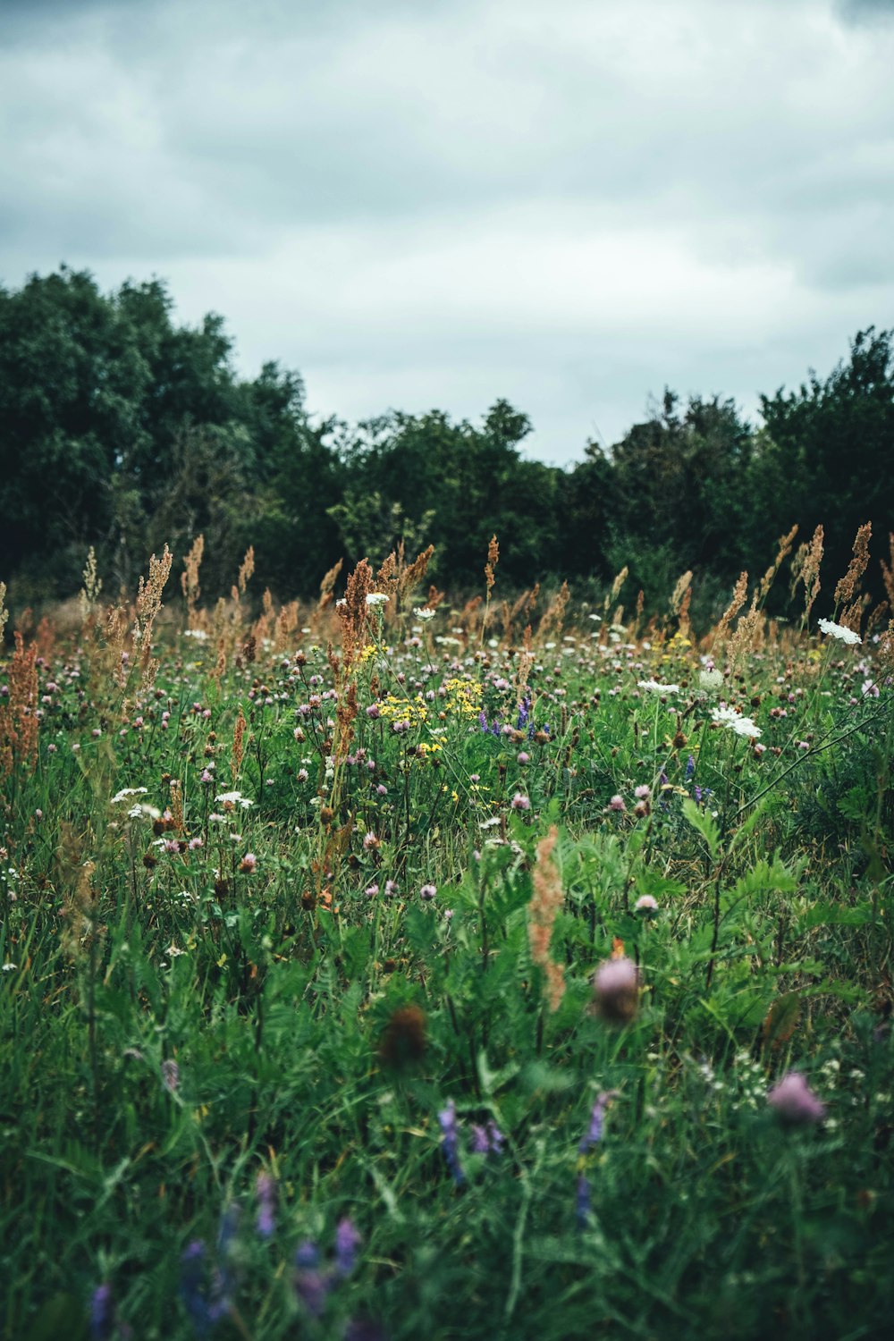 campo de hierba verde con flores blancas y árboles verdes bajo el cielo azul durante el día