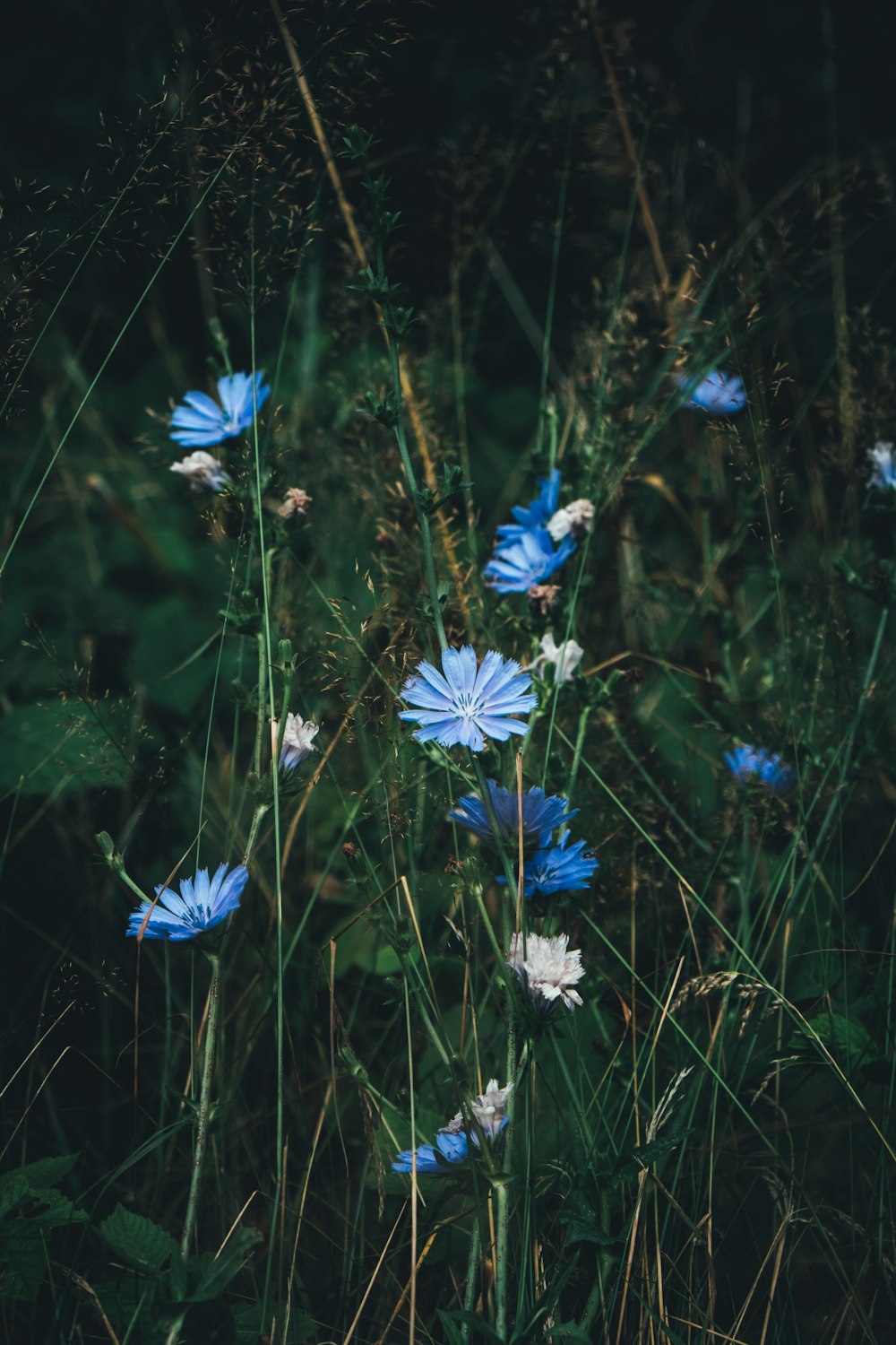 Flores azules y blancas en flor durante el día
