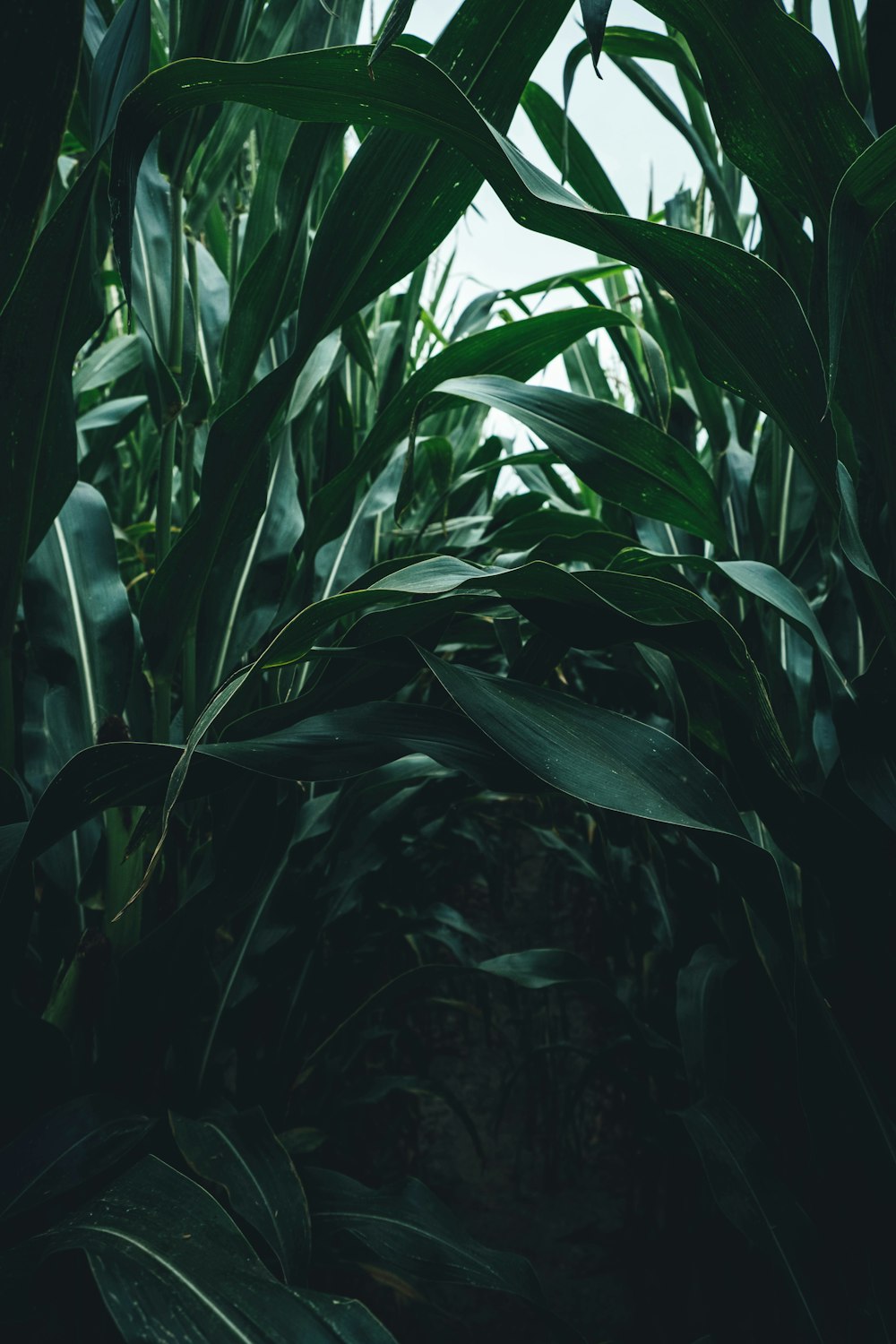 Planta de hoja verde durante el día