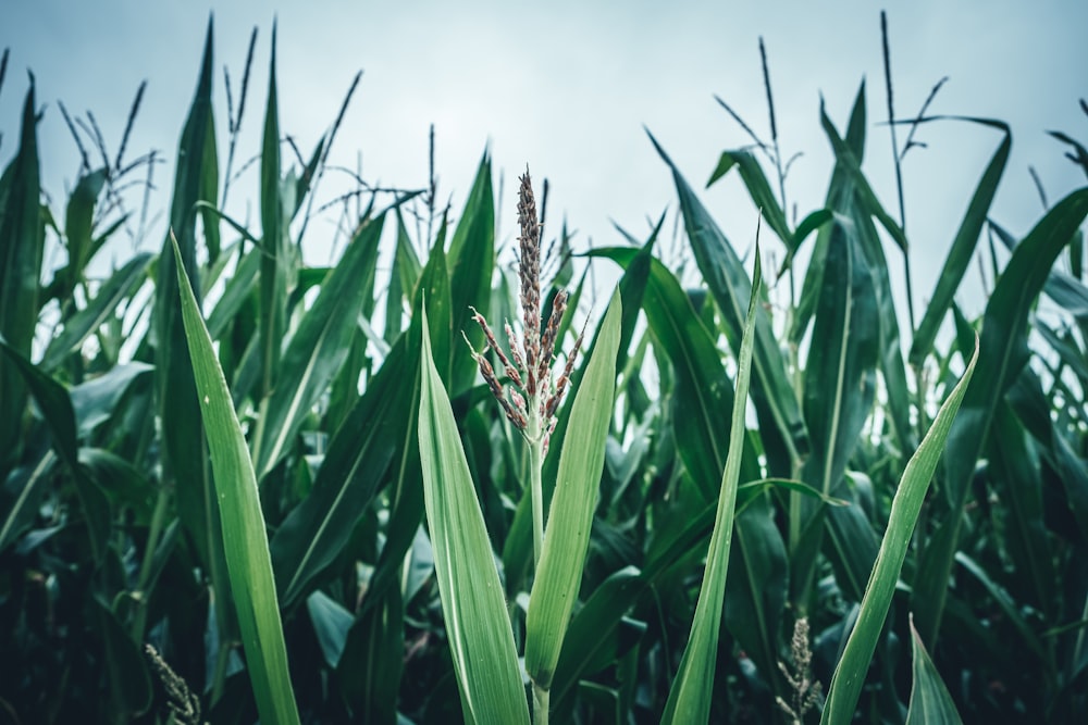 green wheat field during daytime