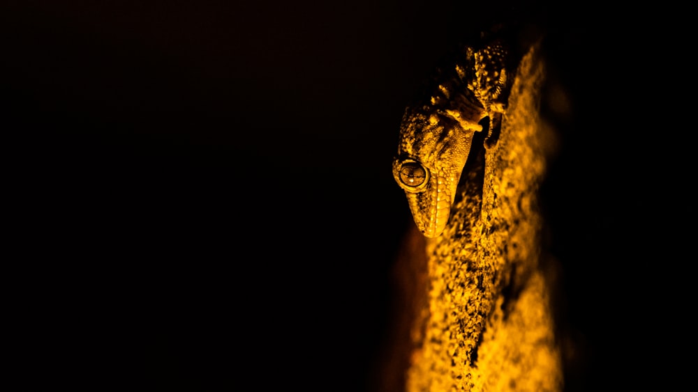 feuille brune et noire avec des gouttelettes d’eau