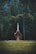 A small, rustic church with a pointed steeple situated in a lush forest clearing. The church is wooden with dark red walls and light trim, blending harmoniously with the surrounding tall trees and dense forest vegetation.