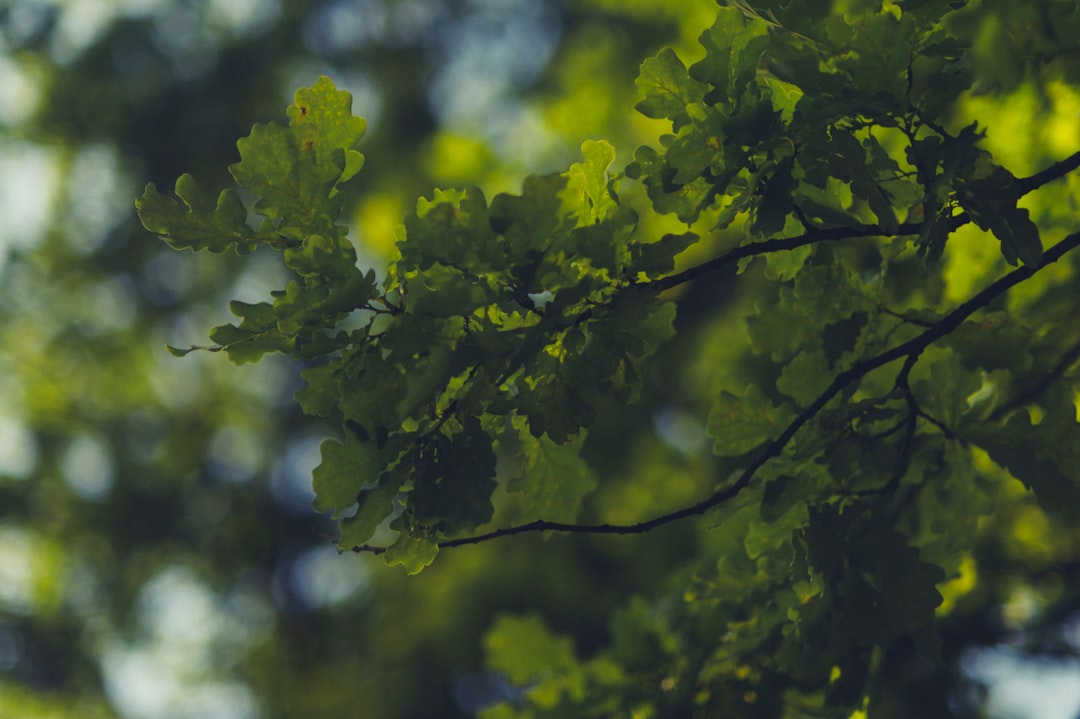 green leaf tree during daytime