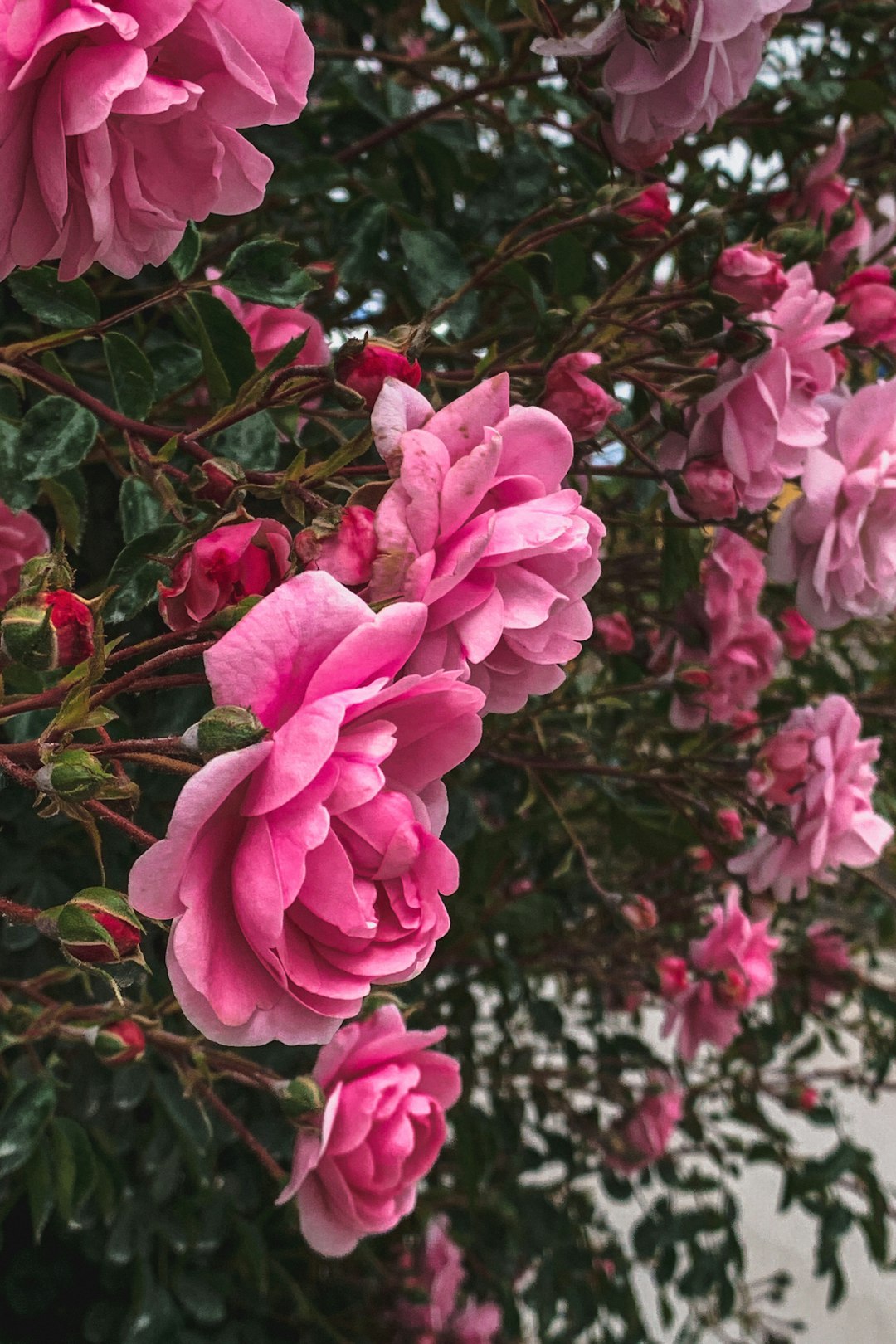 pink flowers with green leaves