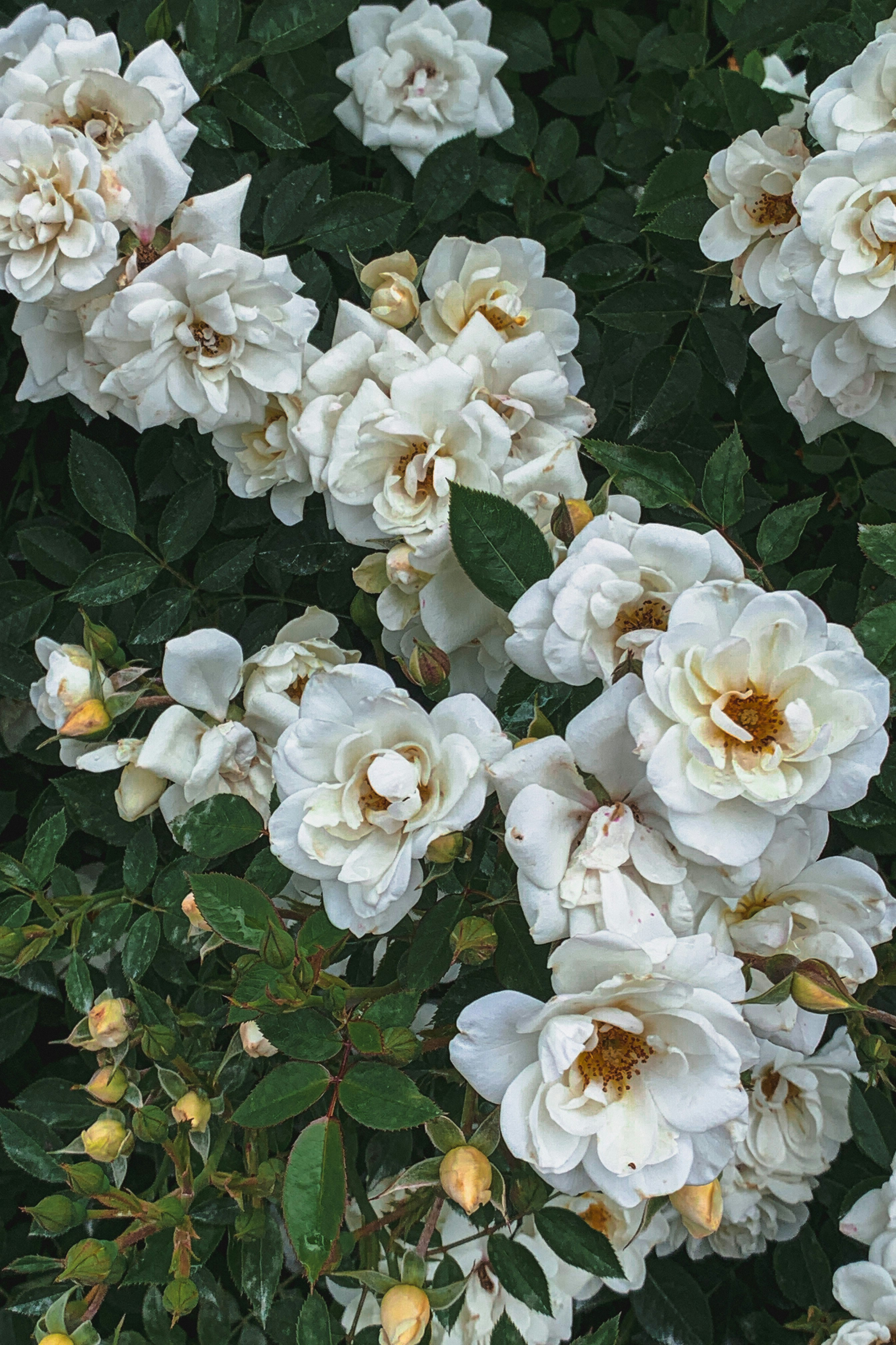 Photo by kekse_und_ich