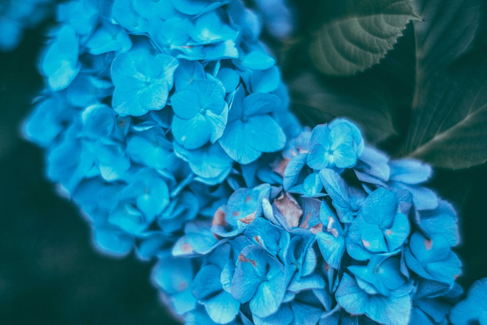 pink flowers in tilt shift lens