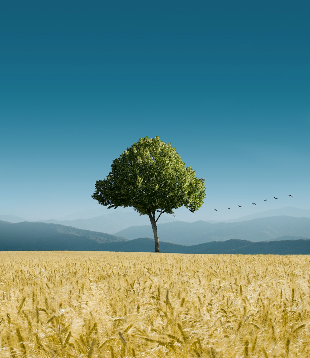 arbre vert au milieu du champ