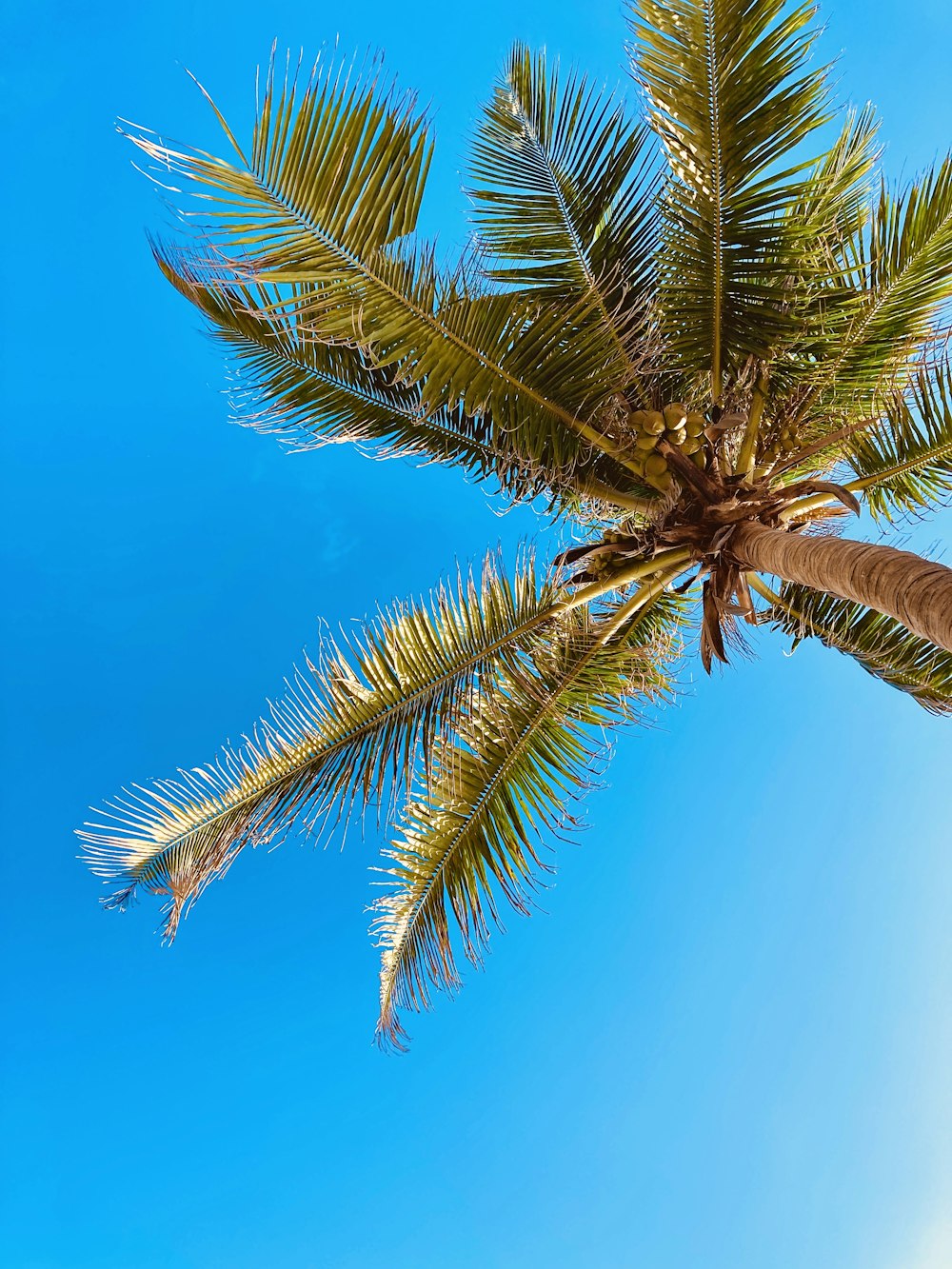 green palm tree under blue sky during daytime