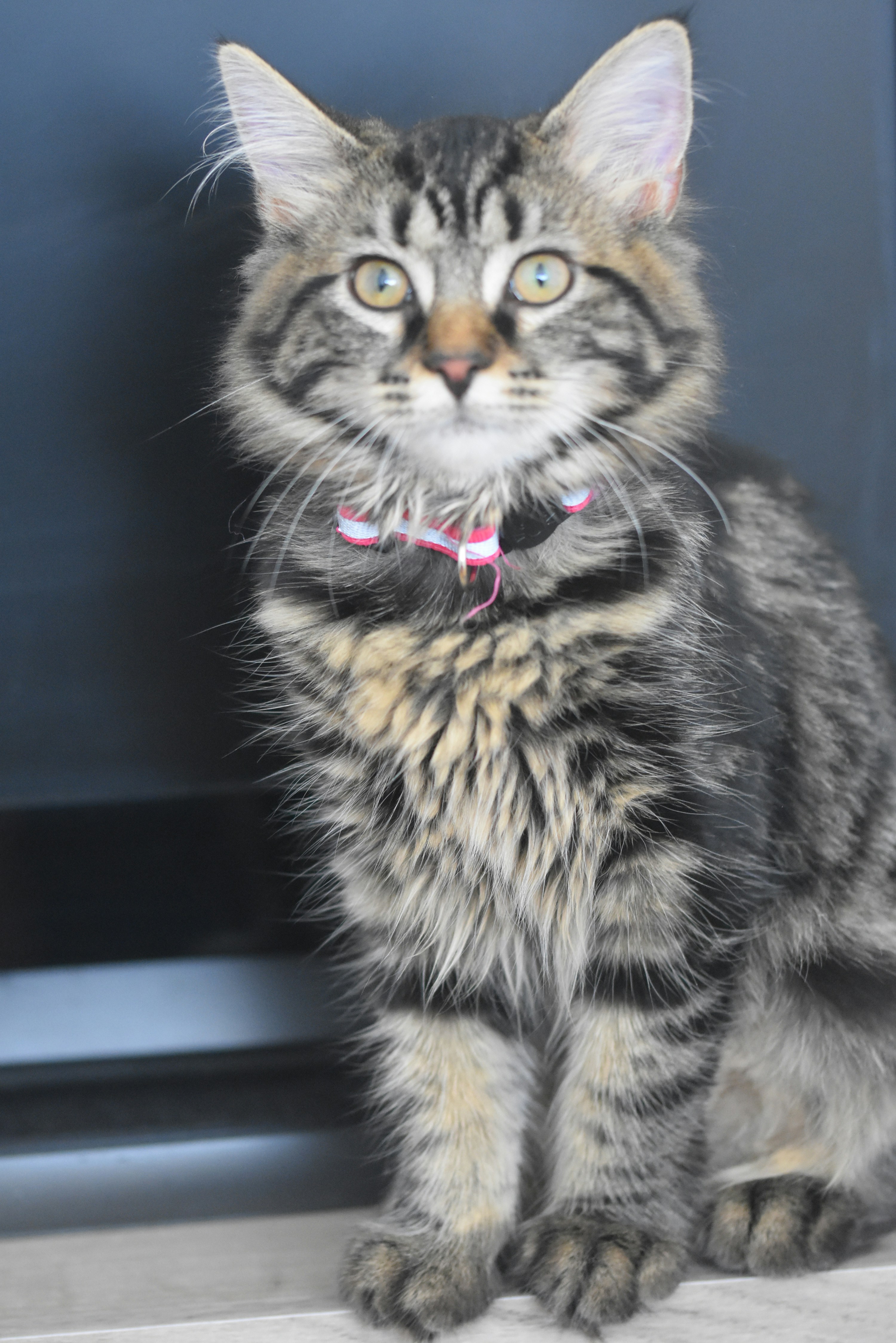 brown tabby cat with pink collar