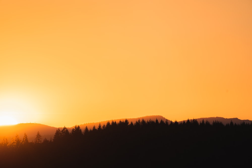 silhouette of trees during sunset