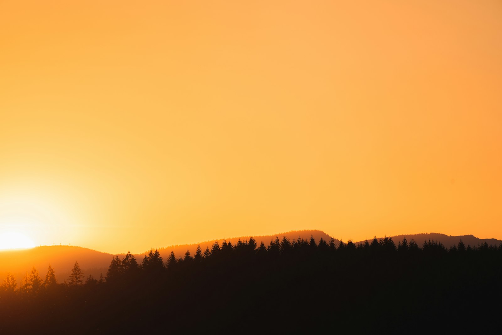 Sony a7R IV sample photo. Silhouette of trees during photography