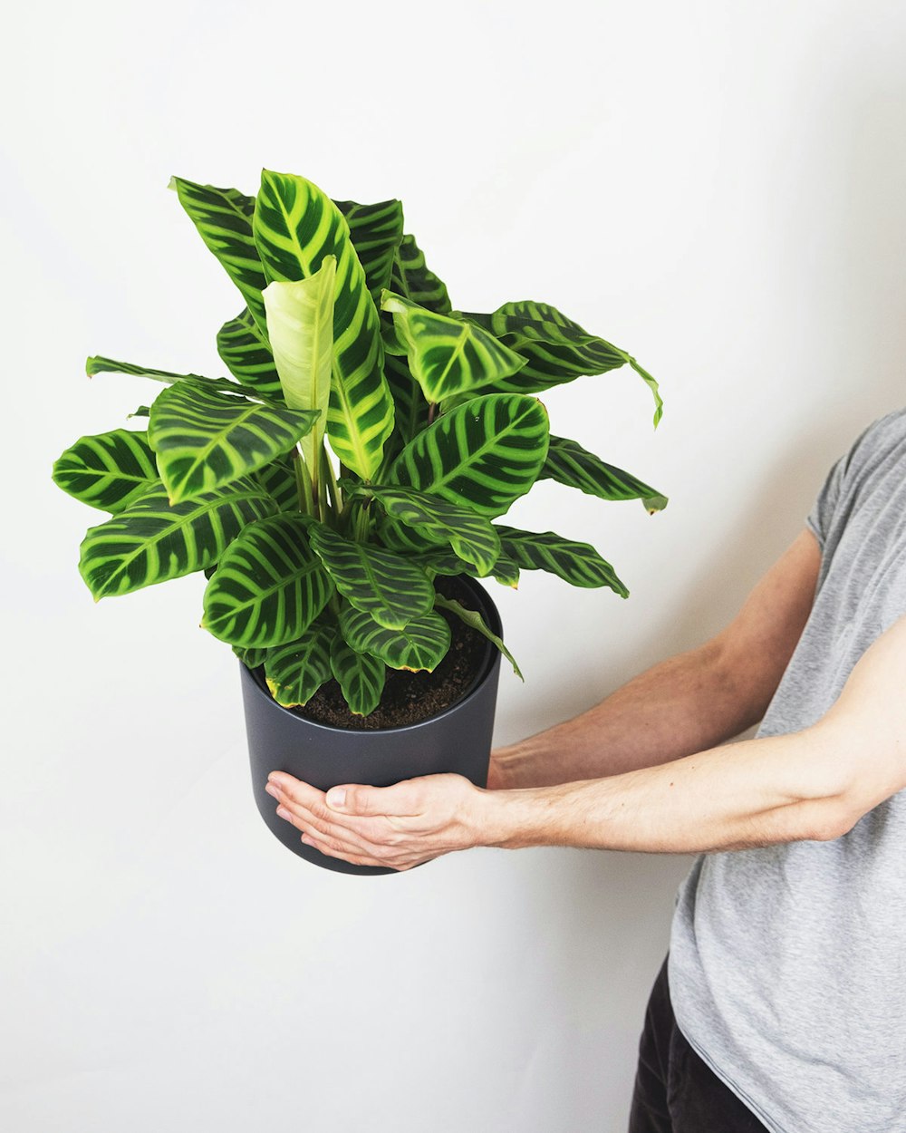 personne tenant une plante verte dans un pot noir