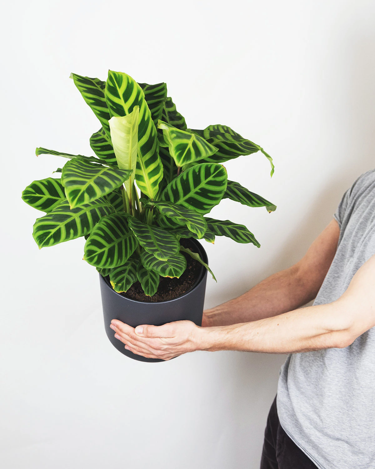 A small variegated calathea held in hand — the species is sold widely but few specimens reach maturity in open UK rooms