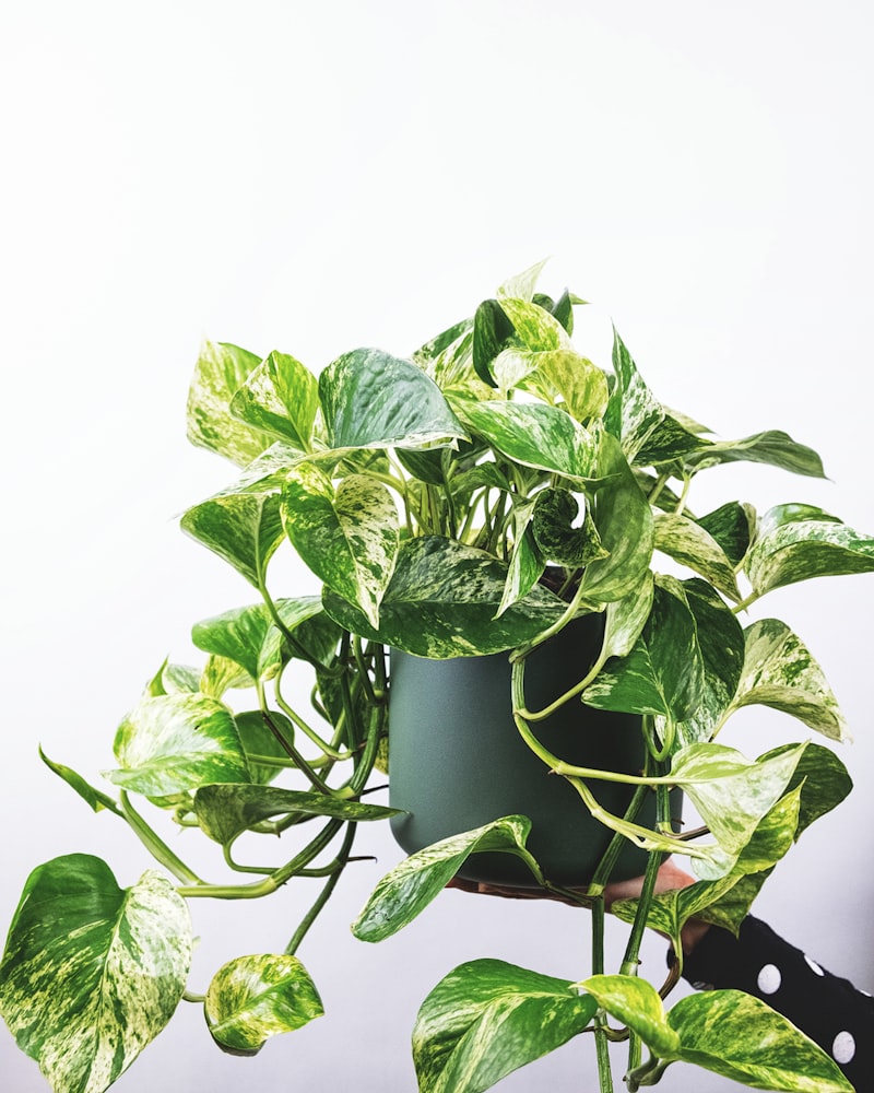 Pothos (Money Plant)