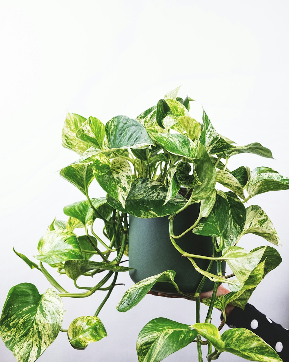 green plant on green pot