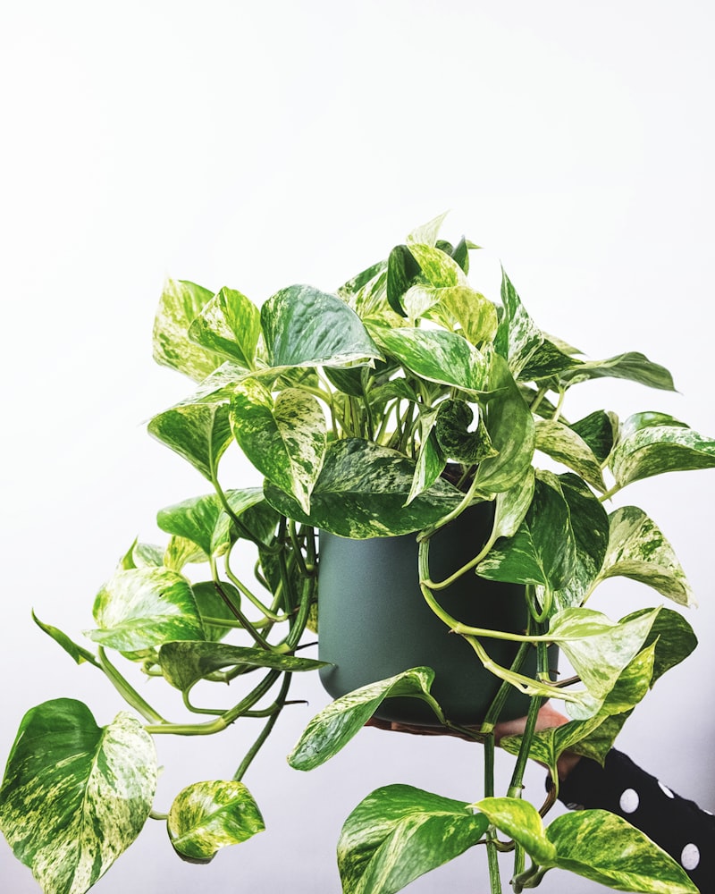 Golden pothos trailing from a shelf