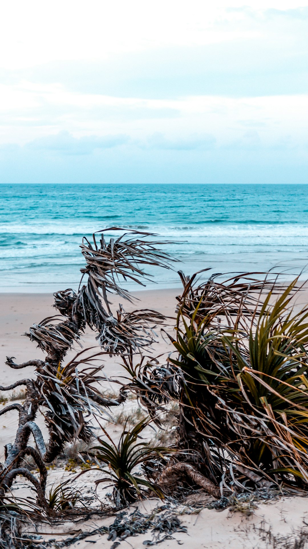 green and brown grass on seashore during daytime