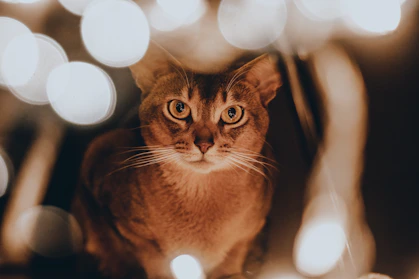brown tabby cat with twinkly lights
