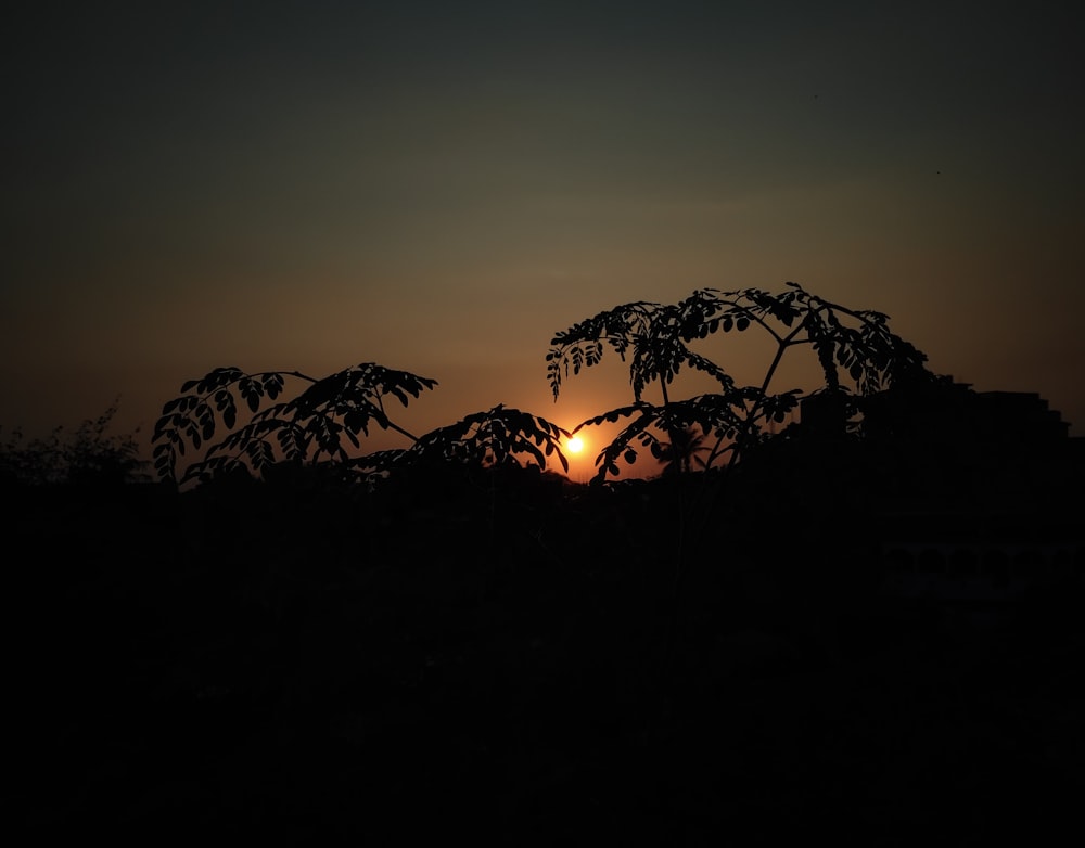 silhueta das árvores durante o pôr do sol