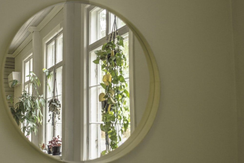 Grüne Pflanze auf weißem Fenster