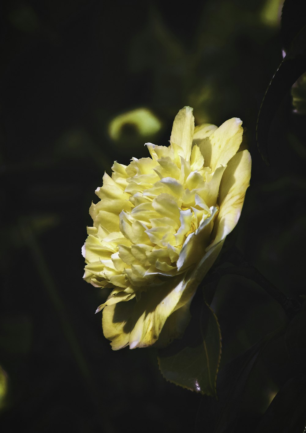 yellow flower in tilt shift lens