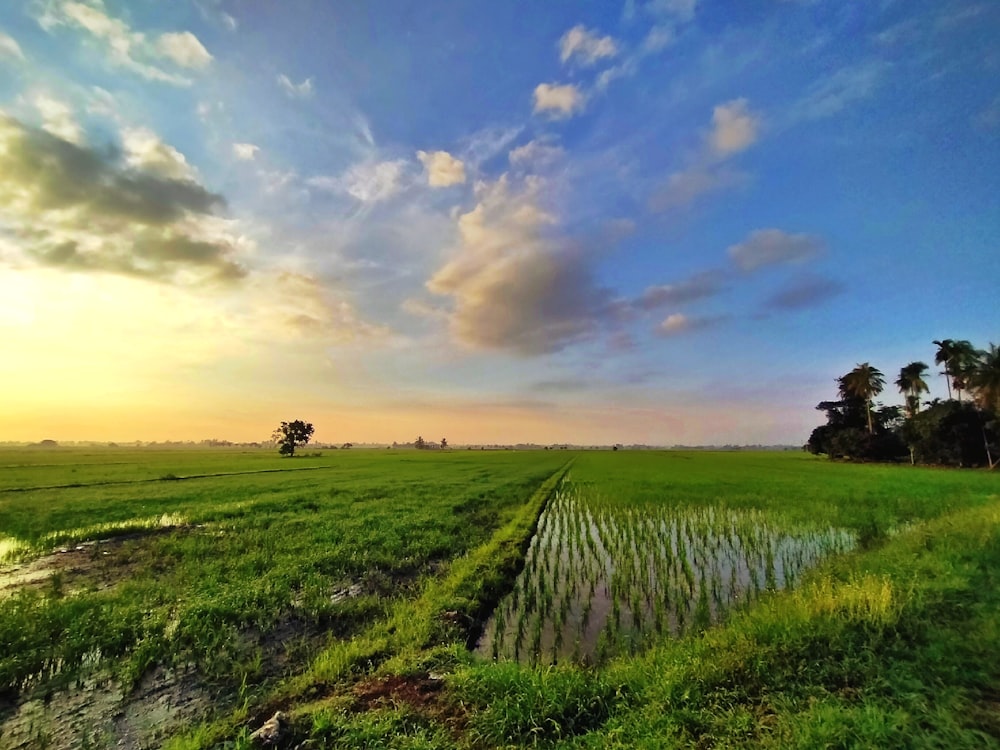 green grass field under blue sky during daytime