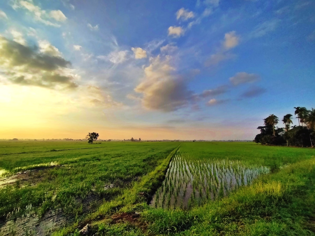 Perlis
