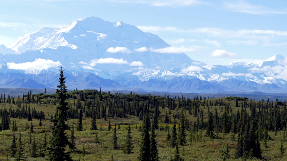 green pine trees near snow covered mountain during daytime