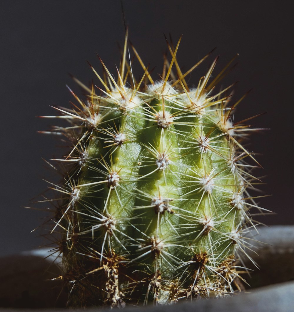 pianta di cactus verde su terreno marrone