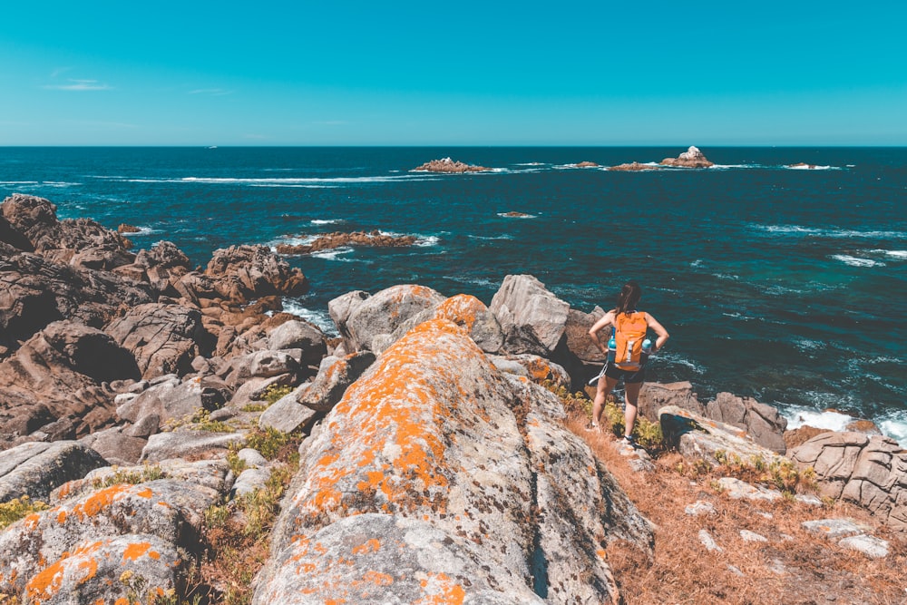 brown short coated dog on rocky shore during daytime