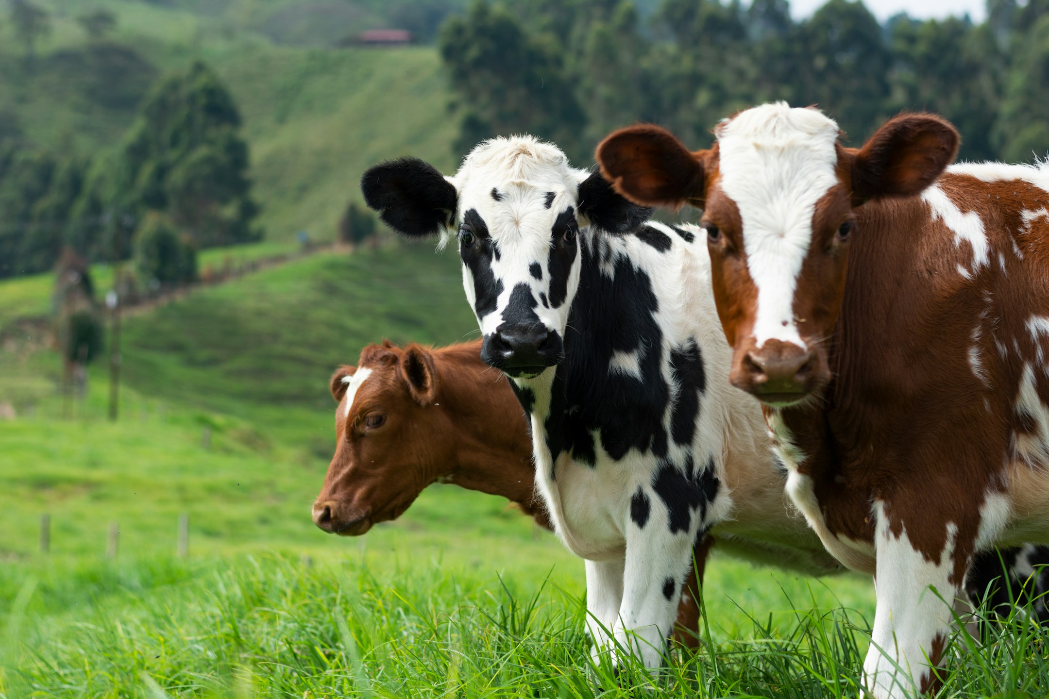 देसी नस्ल की गायों के A2 दूध पीने के फायदे