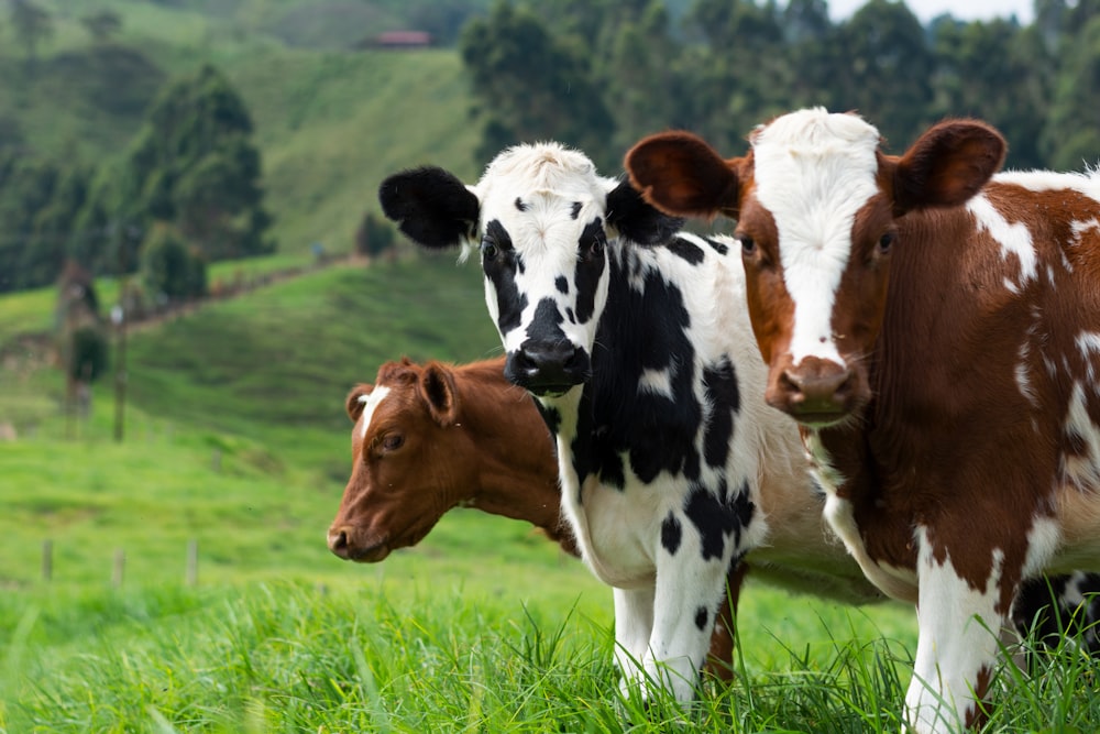 brown and white cow on green grass field during daytime