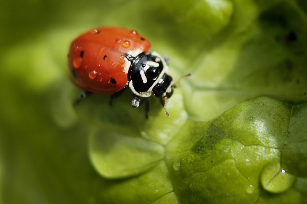 Roter und schwarzer Marienkäfer auf grünem Blatt