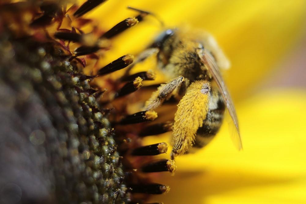 black and yellow bee on yellow flower