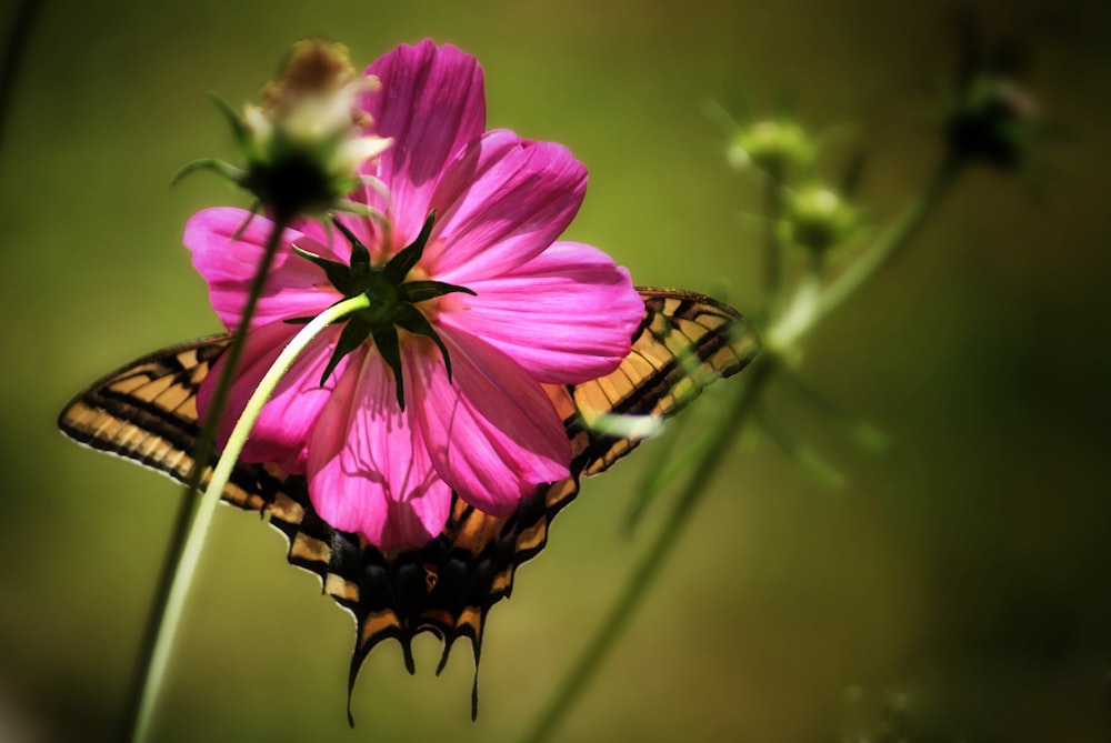 black and yellow butterfly on pink flower