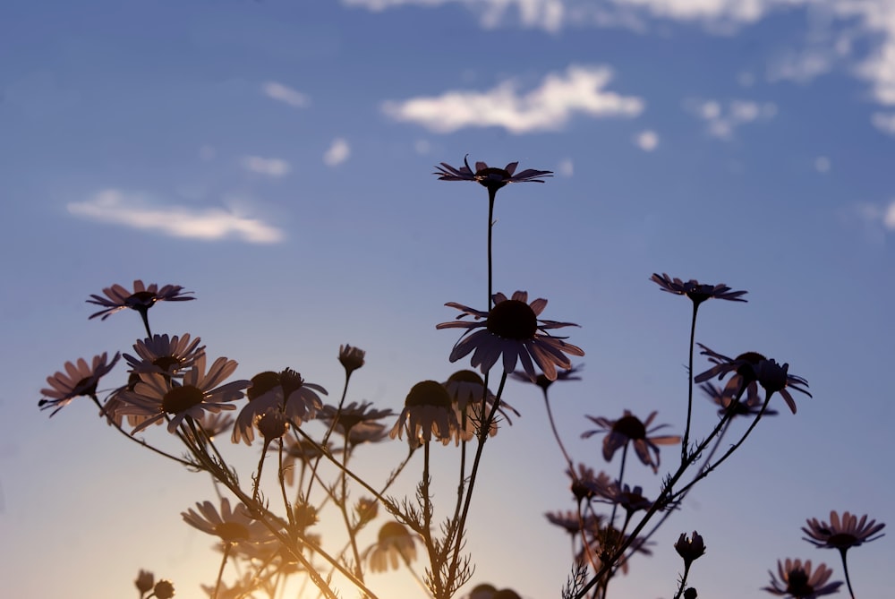 brown flowers under blue sky during daytime