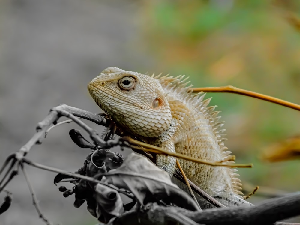 brown and gray bearded dragon on gray tree branch