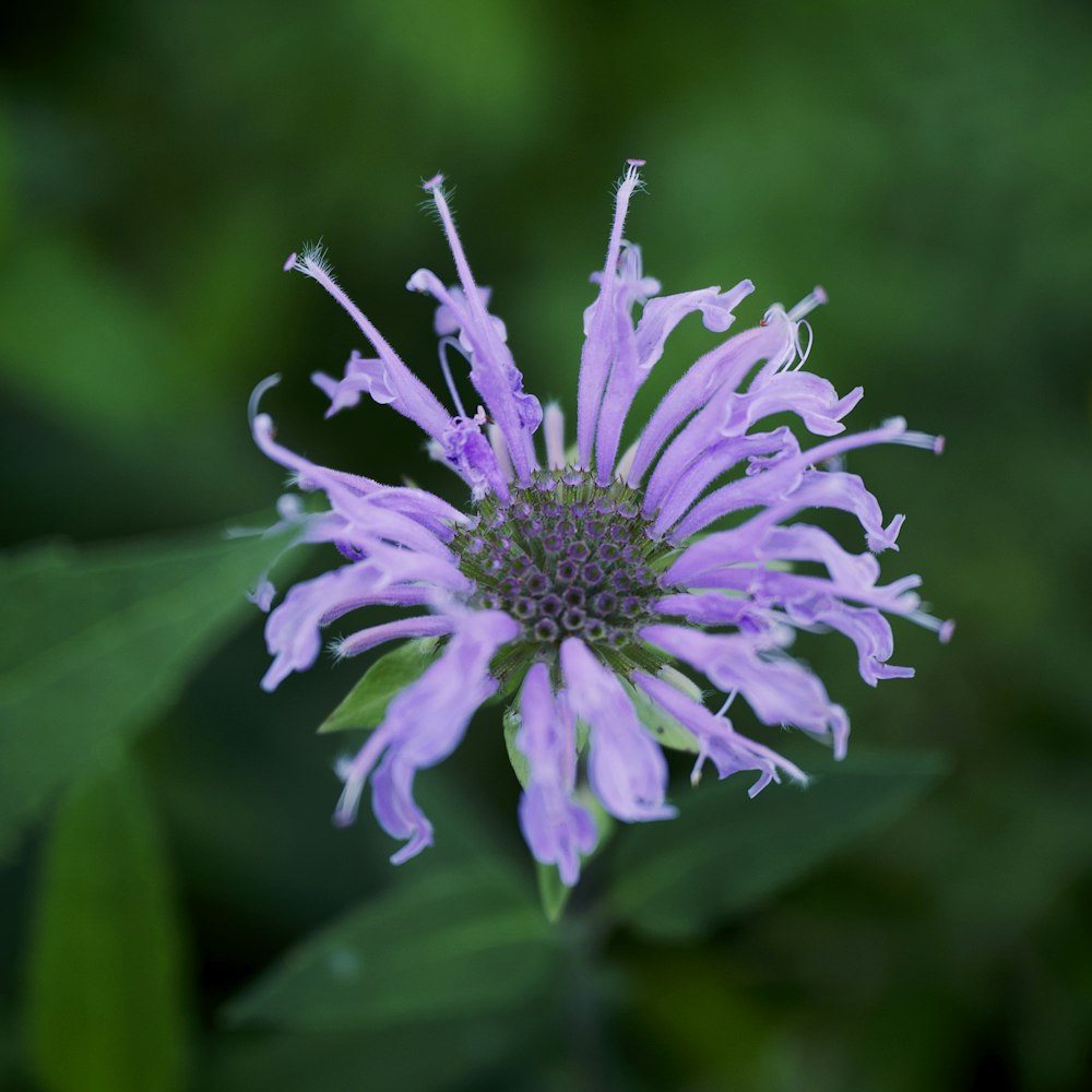 purple flower in tilt shift lens