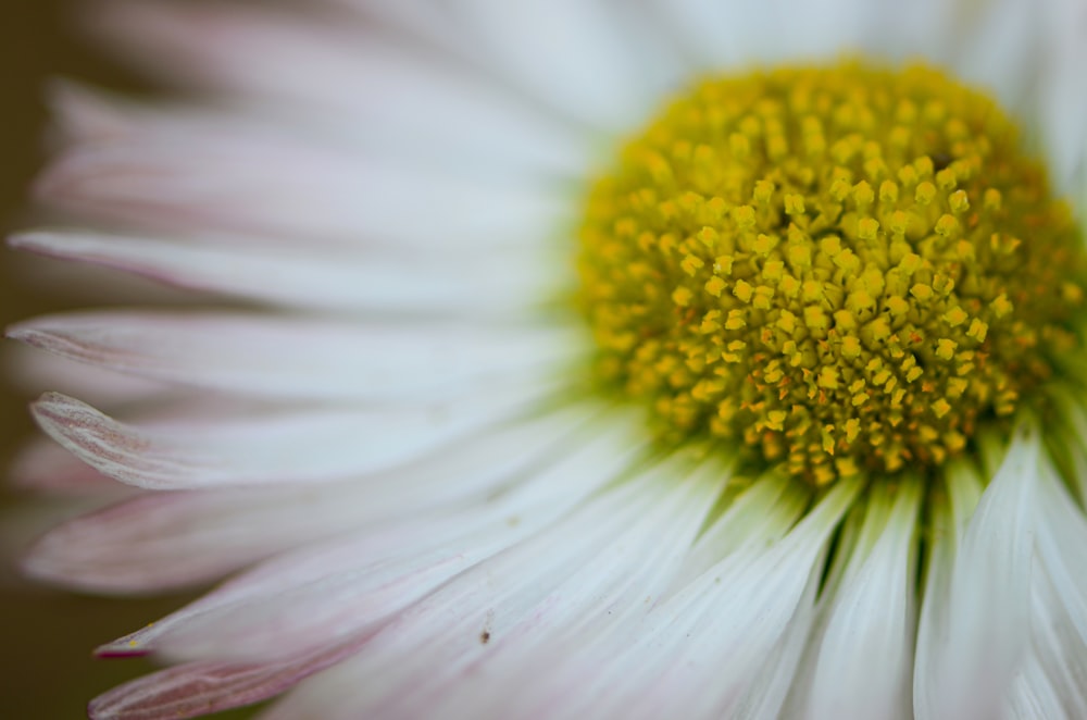 white and yellow flower in macro photography